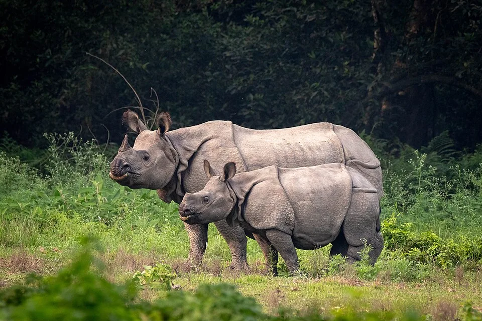 One-horned rhinoceros in Chitwan National Park